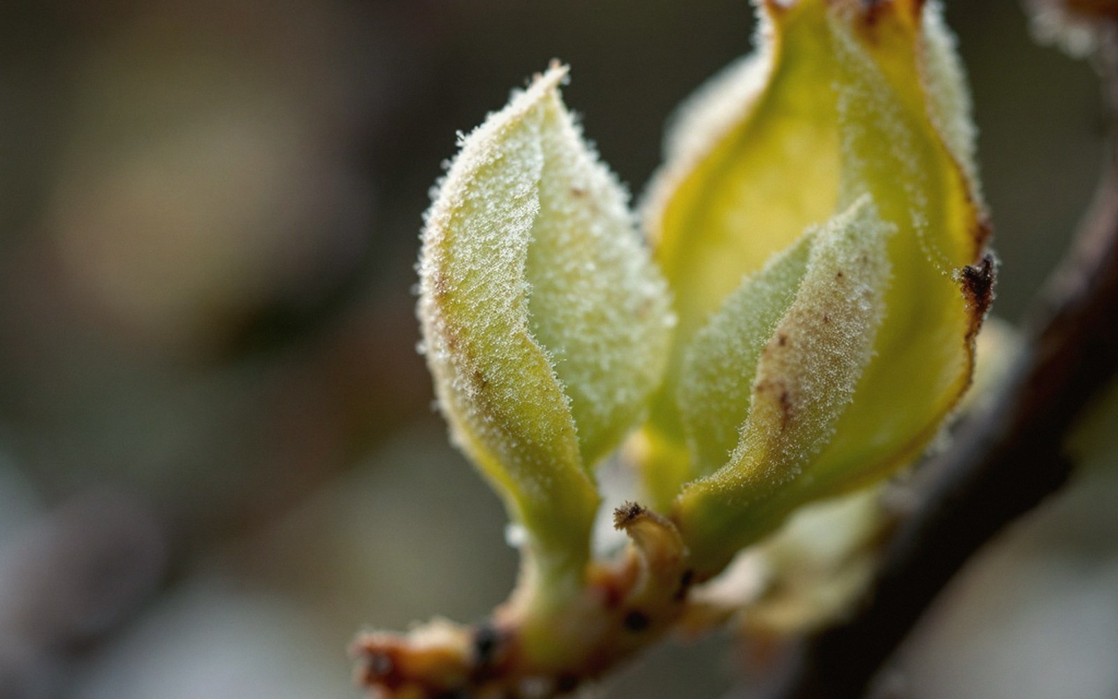 Pale bud break against dark old wood