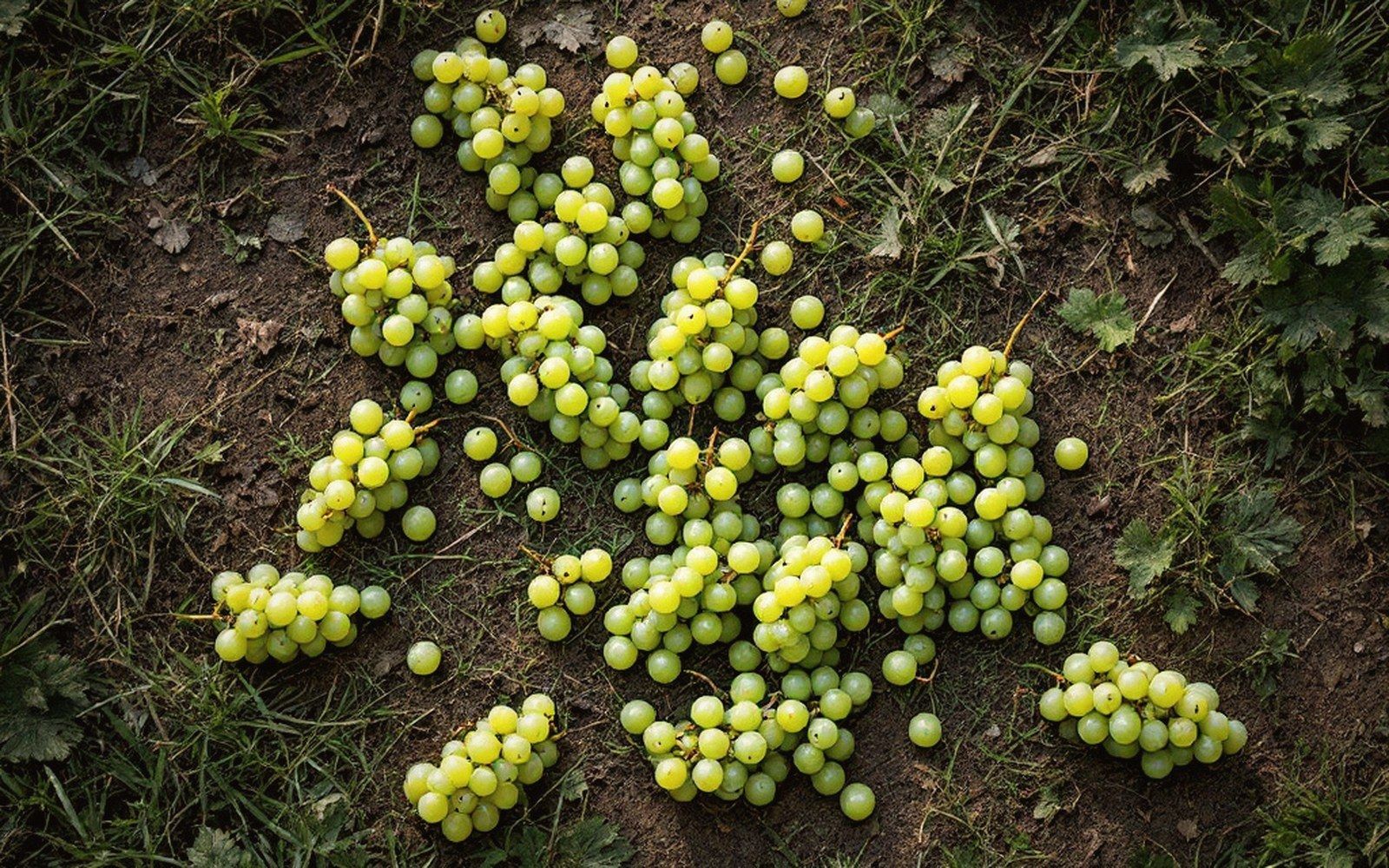 Bunches of green grapes scattered on soil between grass and leaves