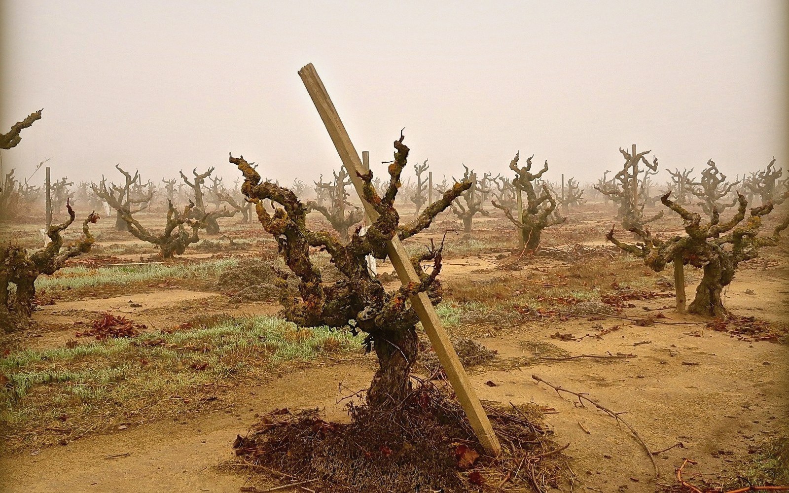 Gnarled dormant grapevines stand in fog with a wooden stake propped against one trunk