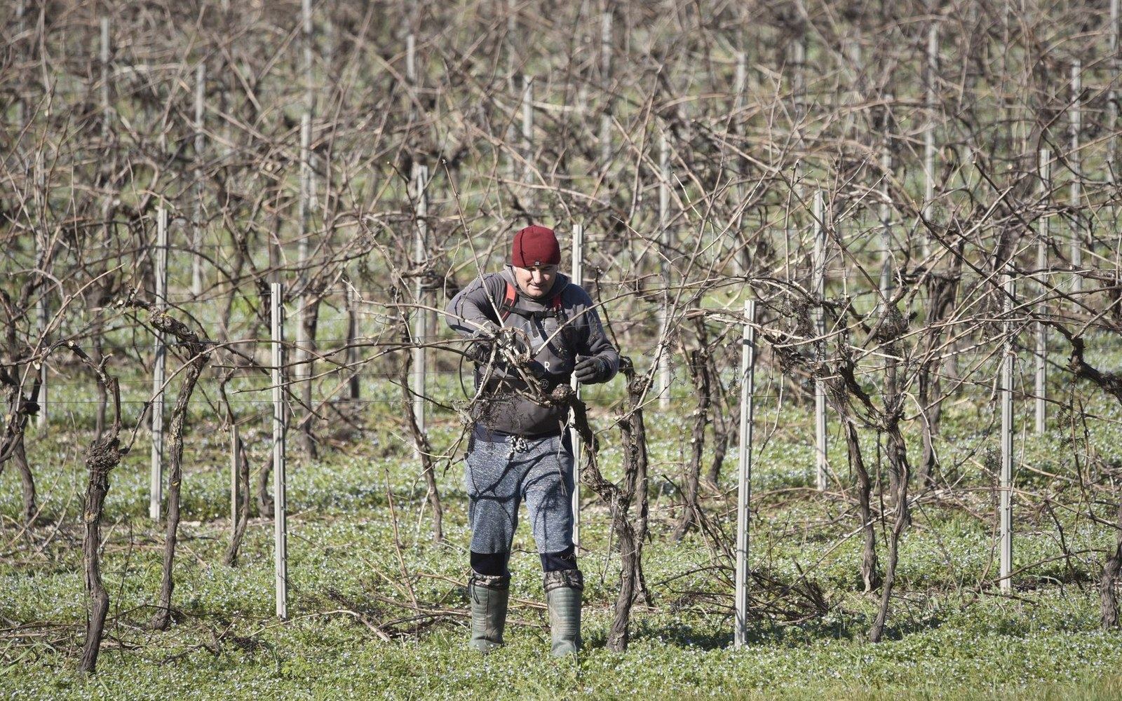 A worker prunes bare grapevines in a vineyard during winter