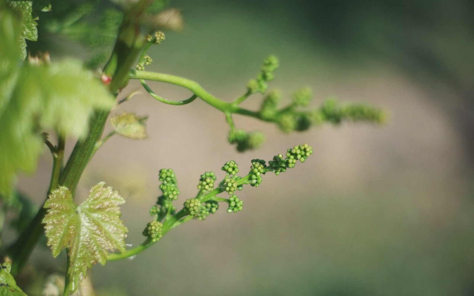 Close-up of grape vine flower clusters and a curling tendril before bloom