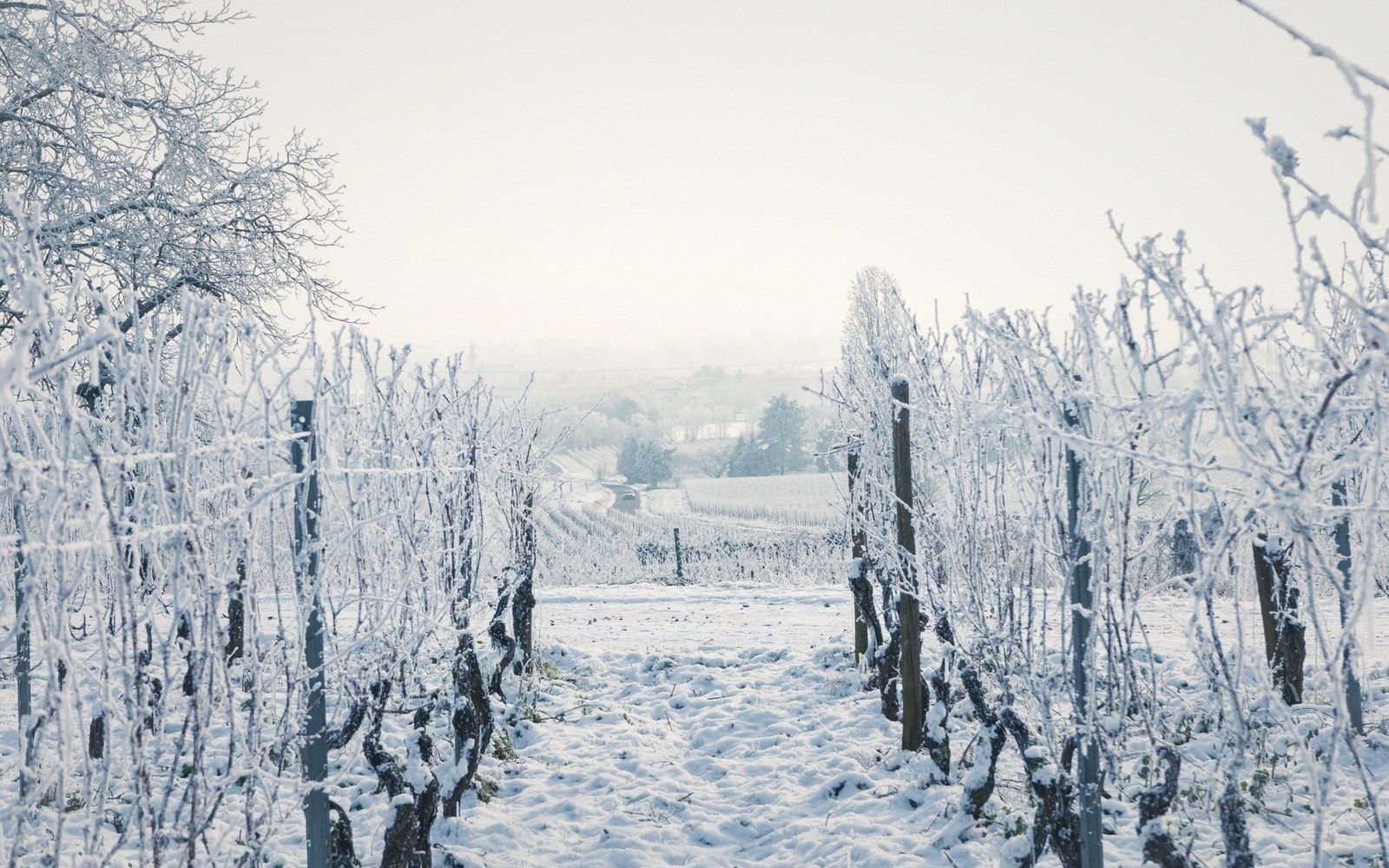 Snow-covered vineyard rows lead toward a hazy countryside landscape in winter