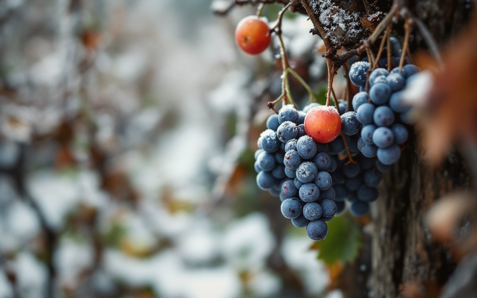 Frost-covered dark grape clusters hang on the vine among small orange berries