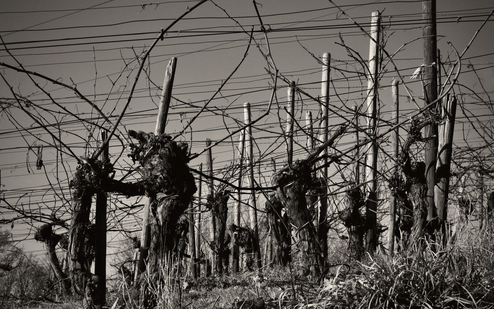 Bare frozen vine canes on wire with the escarpment behind